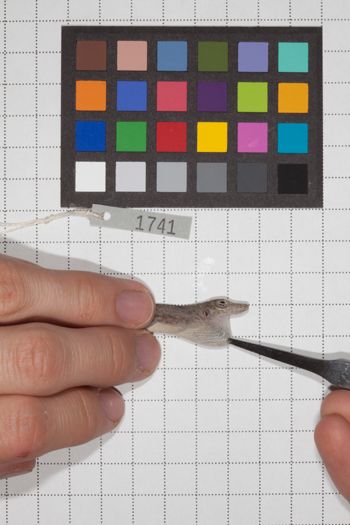 Media type: image;   Herpetology R-189948